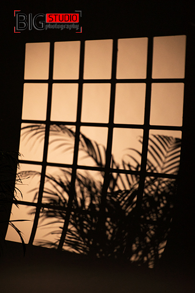 tło-fotgraficzne-palma